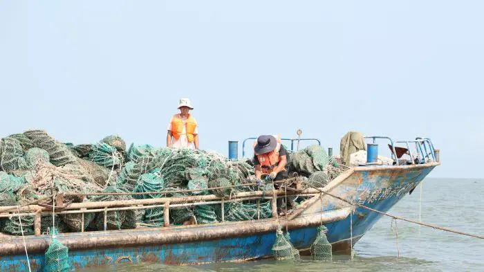 无棣县贝类养殖产业每年可实现8亿元的产值